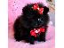 PoulaTo: Pomeranian κουτάβια - Ready 60Euro